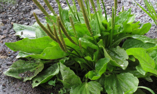 Природная польза подорожника и его применение